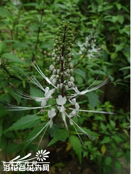猫须草图片