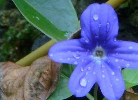 蓝英花图片