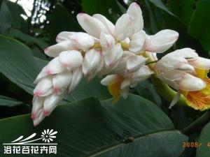 红豆蔻图片 红豆蔻成熟果实呈长球形，中部略细