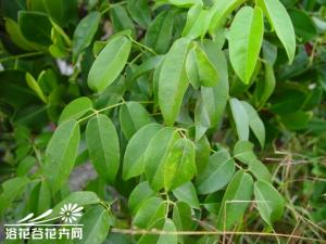 鱼藤，攀援灌木，全体秃净。单数羽状复叶