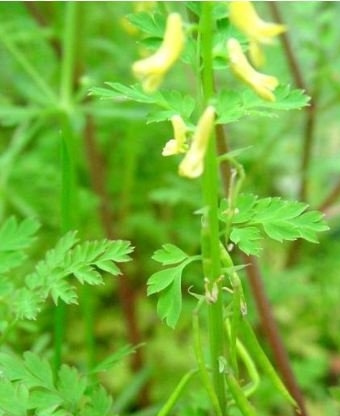 小花黄堇图片