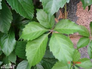 ��Ҷ�ؽ�ͼƬ