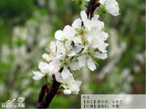 李花图片