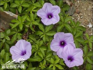 五爪金龙为多年生缠绕草本，叶子类似掌状，花呈漏斗状，花期以夏季最盛
