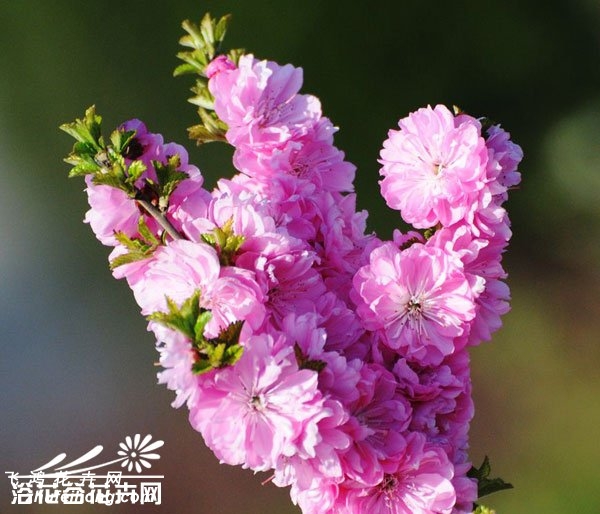 郁李图片