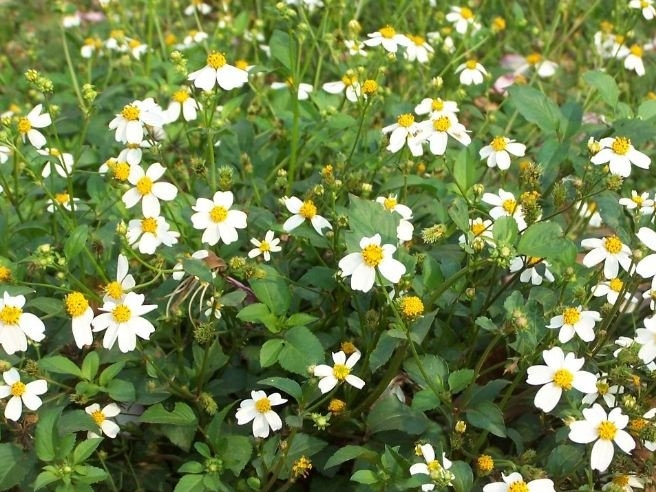 白花鬼针草图片