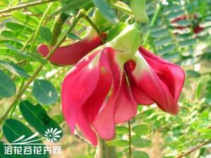 ľݼͼƬ ż״ҶСҶԲ