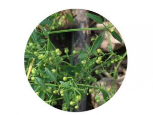 山东茜草图片 长达2米，匍匐或缠绕。茎分枝，四棱形