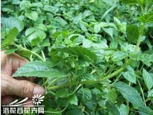 凉粉草为一年生草本，茎下部伏地，上部直立，叶卵形或卵状长圆形