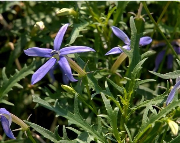 彩星花图片