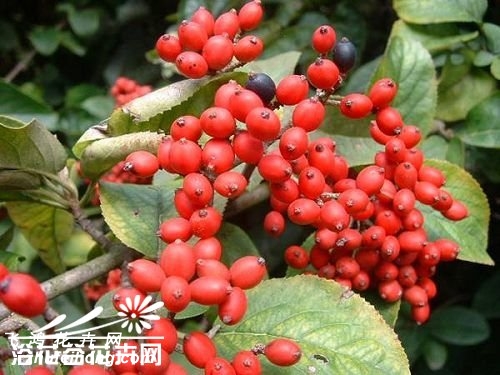 郁李图片