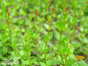 小二仙草图片