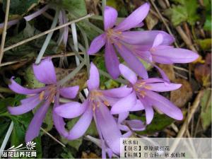 秋水仙/草原藏红花