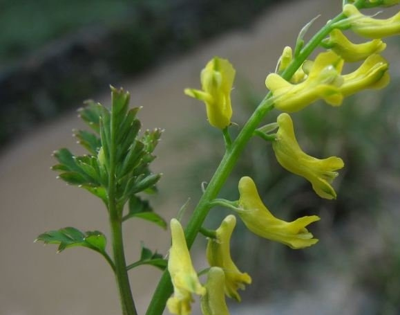 小花黄堇图片