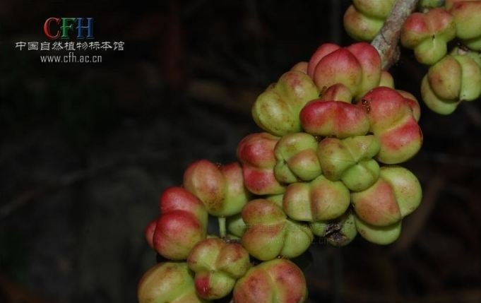 密花美登木图片
