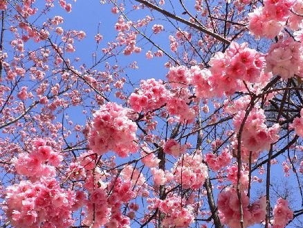 云南樱花图片