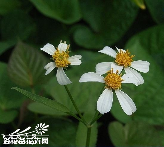 白花鬼针草图片
