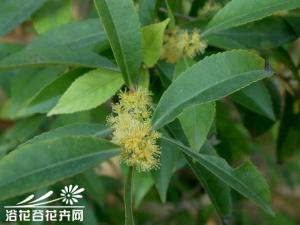 长叶柞木图片 高达7米。枝柔弱，常有刺