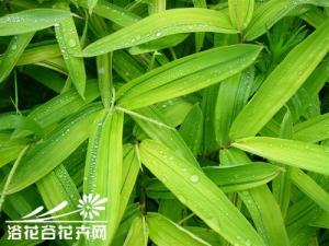 菲黄竹为混生竹。地被竹种，秆高30～50厘米