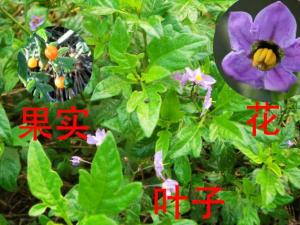 青杞为直立草本或灌木状，茎具棱角