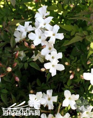 素方花图片