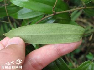 薯莨图片 块茎一般生长在表土层，为卵形、球形、长圆形或葫芦状