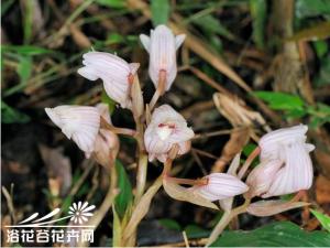 坛花兰，假鳞茎卵状圆柱形，叶互生于假鳞茎上端，厚纸质，长椭圆形