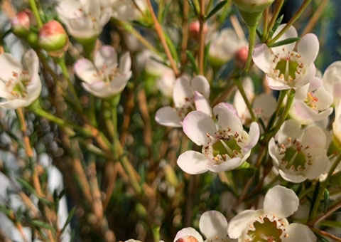 澳洲腊梅