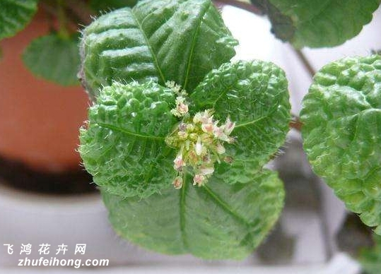吸毒草花