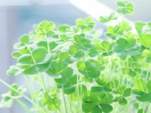 酢浆草收球保存方法：需停水休眠后
