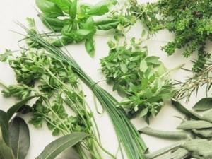 常见的香草品种：常见香草的图文介绍