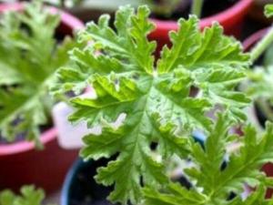 驱蚊草的养殖方法
