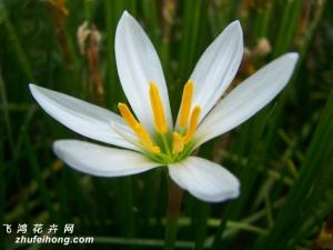 葱莲的花期，葱莲什么时候开花 喜阳光充足，耐半阴