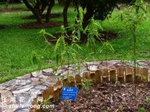 会“跳舞”的植物——跳舞草 喜阳光和温暖湿润的环境，耐旱且耐贫瘠
