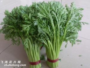 茼蒿的栽培技术 茼蒿栽培以沙壤土为宜