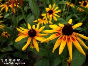 黑心菊病虫害防治（详解） 黑心菊虫害主要是蚜虫