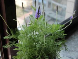 薰衣草种植盆栽的5个步骤