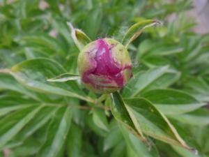 芍药应怎样科学疏蕾 当花蕾直径大小近1厘米时进行疏蕾