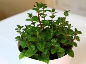 薄荷的种植方法：选择没有病虫害健壮的地下根