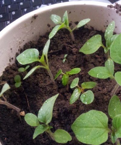 ��ɫ������