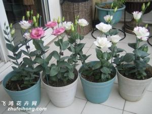 洋桔梗养护方法 洋桔梗的适宜生长温度是15℃—28℃