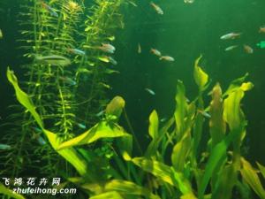 好养的水草品种有哪些 苦草为水鳖科苦草属多年生无茎沉水草本水生植物