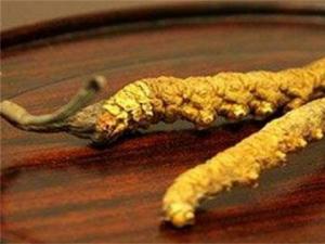 一根虫草多少钱 最贵达到700多元一克