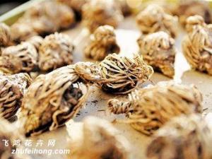 龙胆草的功效和作用：功效主治泻肝胆实火、除下焦湿热