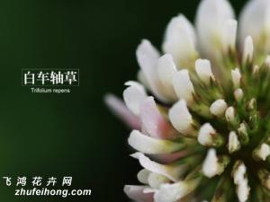 白车轴草是什么