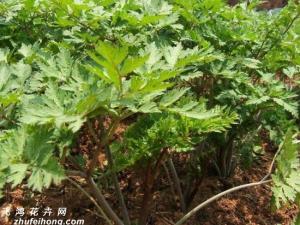 当归是如何种植的