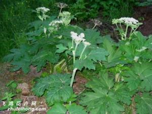 白芷的功效与作用 入足厥阴肝经、足阳明胃经、手阳明大肠经