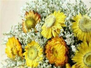 小雏菊花干了的原因及解决方法