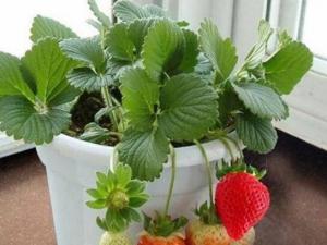盆栽草莓怎么养 注意浇水施肥、给它充足的阳光