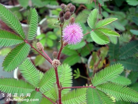 含羞草叶子变黄发焉